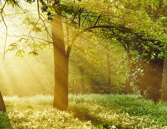 bosque soleado